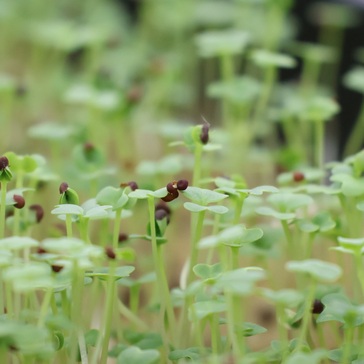 Donate 1 Head of Lettuce to Shalom Center