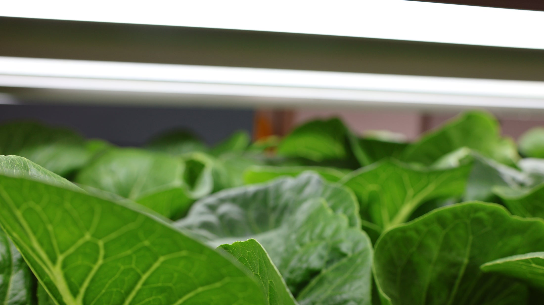 Fresh greens from Grow Space