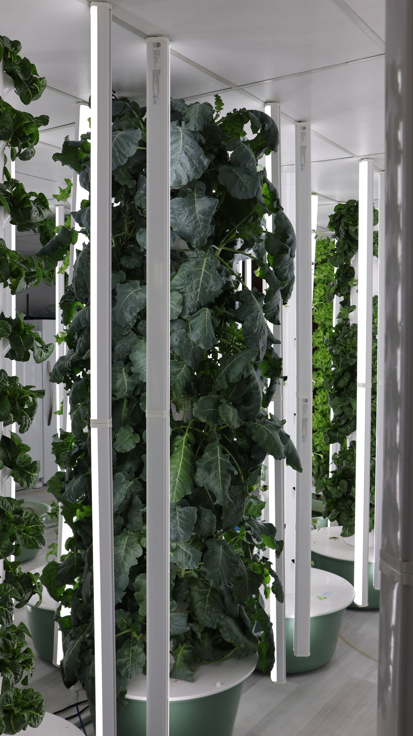 Broccoli Leaves