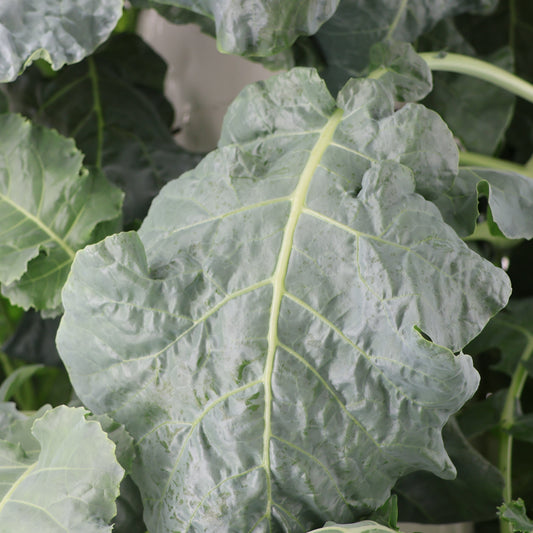 Broccoli Leaves