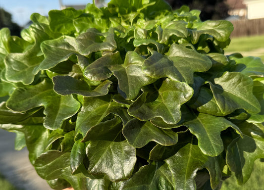 Red Oak Leaf