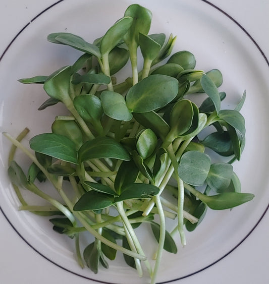 Tikvah Farms Sunflower Microgreens