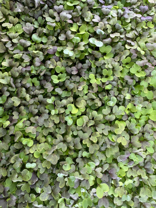 Spicy Mix Microgreen