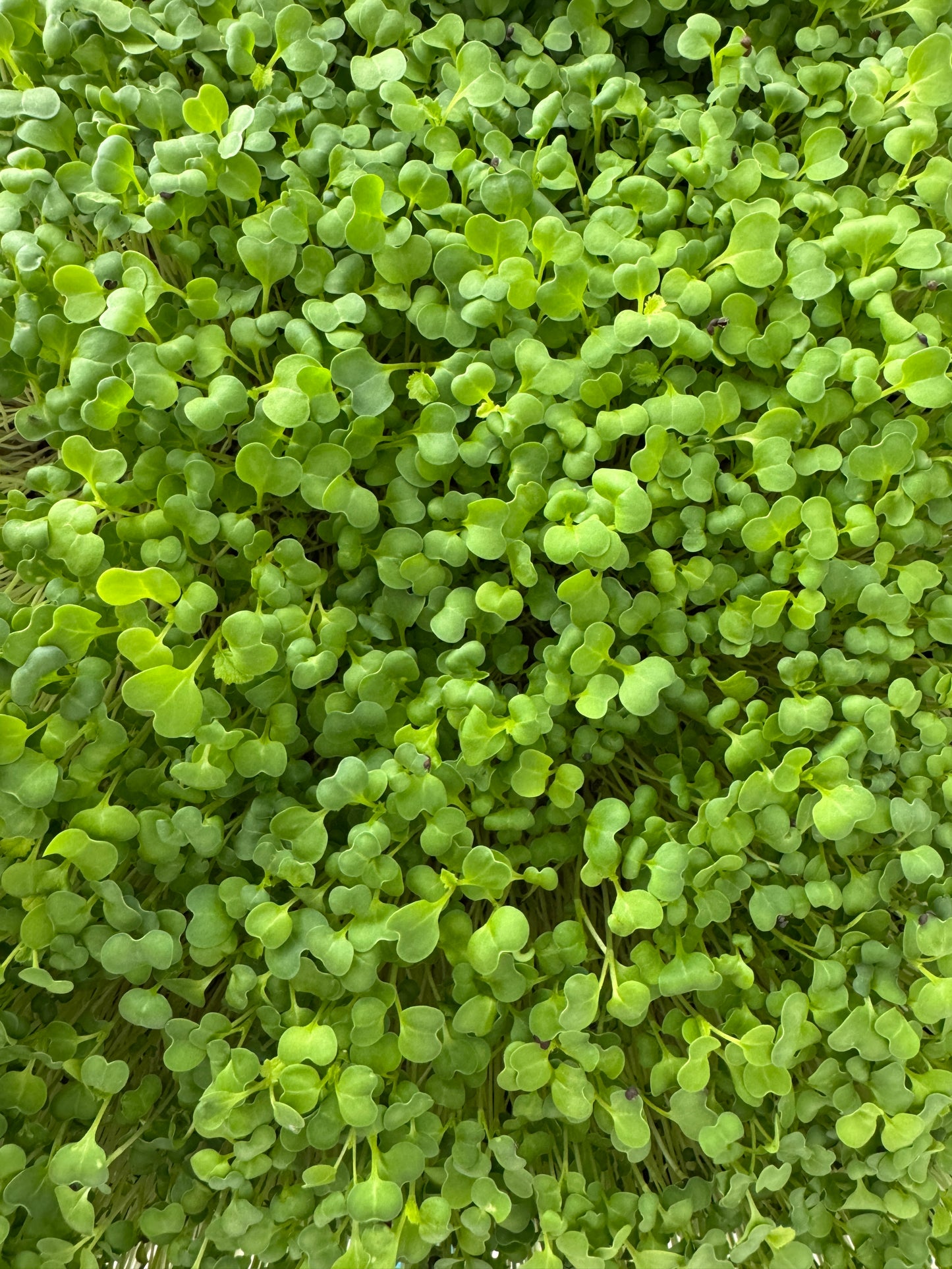 Turnip Microgreen