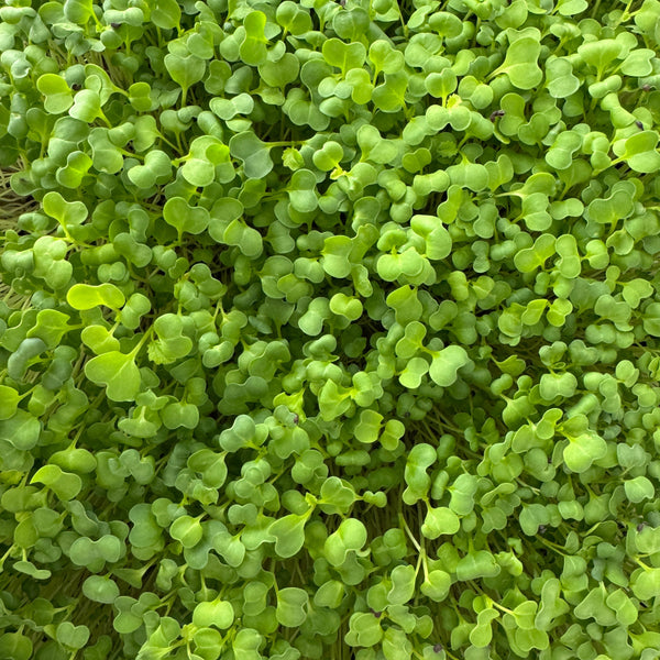 Turnip Microgreen