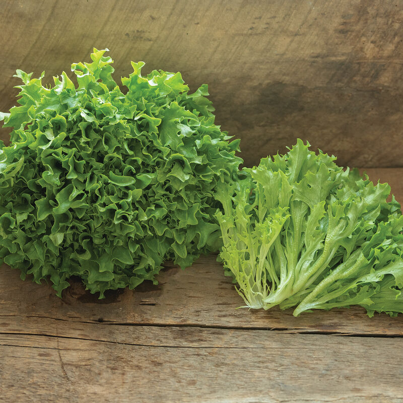 Green Crisp - Living Roots